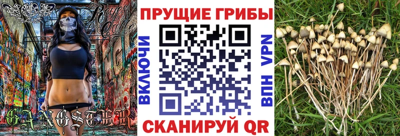 это Telegram  что такое наркотик  Минеральные Воды  Псилоцибиновые грибы прущие грибы 